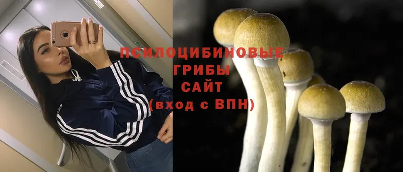 Галлюциногенные грибы Psilocybine cubensis  KRAKEN сайт  Железногорск-Илимский  где продают  